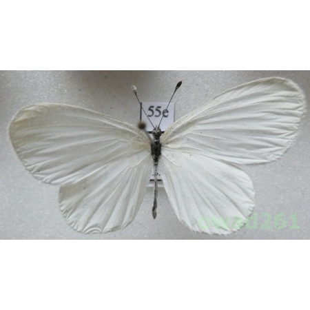 Leptidea duponcheli (Staudinger, 1871) Bulgaria55e